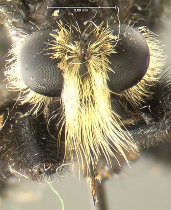 Media type: image;   Entomology 13481 Aspect: head frontal view